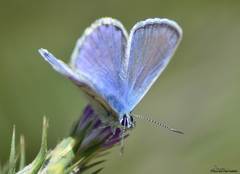Polyommatus celina