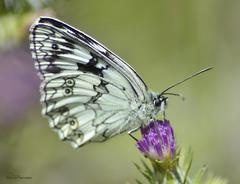 Melanargia