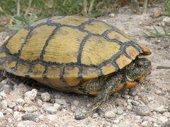 Trachemys scripta elegans
