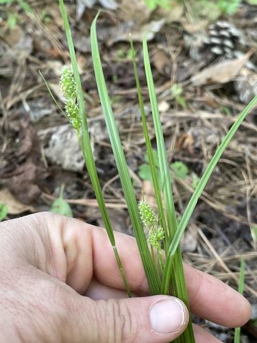 Carex complanata image