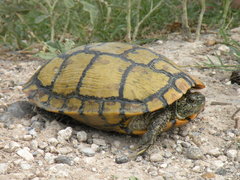 Trachemys scripta elegans