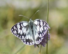 Melanargia