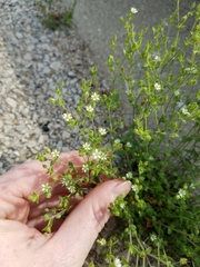 Arenaria serpyllifolia