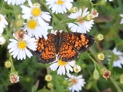 Phyciodes tharos