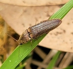 Gambrinus griseus