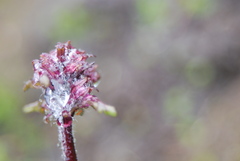 Pedicularis ornithorhynchos