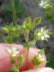 Arenaria serpyllifolia