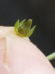 Arenaria serpyllifolia
