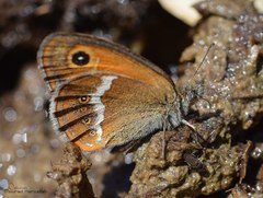 Coenonympha arcanioides