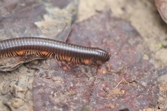 Diplopoda