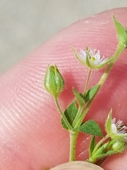 Arenaria serpyllifolia