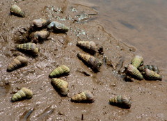 Cerithidea decollata