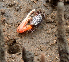 Austruca occidentalis