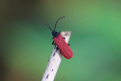 Benibotarus alternatus