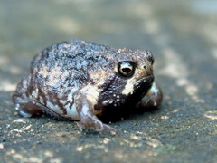 Breviceps