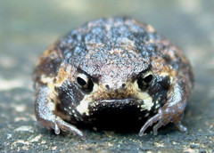 Breviceps