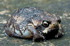 Breviceps
