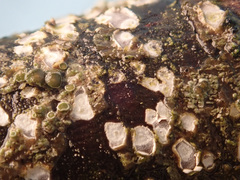 Propolis angulosa