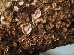 Propolis angulosa