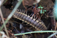 Polydesmida