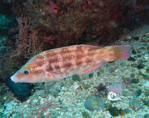 Baillon's Wrasse