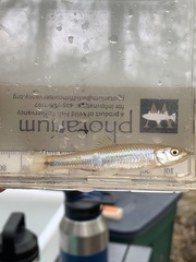 Cyprinella callisema