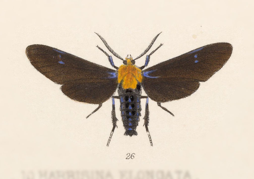 Scena propylea