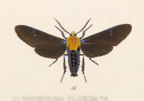 Scena propylea