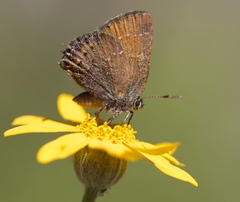 Callophrys muiri