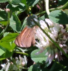Poanes viator