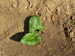 Arum cylindraceum