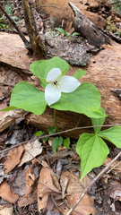 Trillium erectum