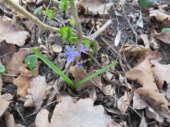 Scilla vindobonensis