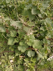 Urtica dioica