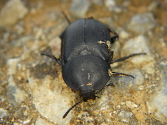 Ablattaria laevigata