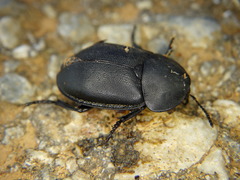 Ablattaria laevigata