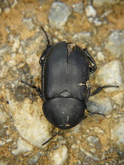 Ablattaria laevigata