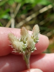 Antennaria parlinii fallax