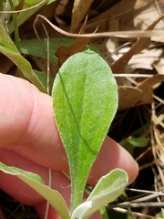Antennaria parlinii fallax