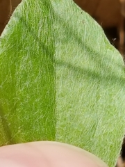 Antennaria parlinii fallax