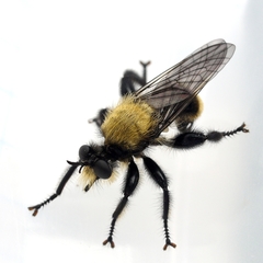 Laphria divisor