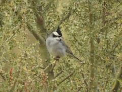 Lophospingus pusillus