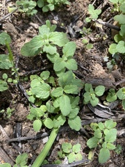 Scutellaria tuberosa