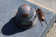 Diphyus quadripunctorius