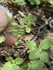 Scutellaria tuberosa