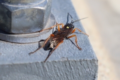 Diphyus quadripunctorius