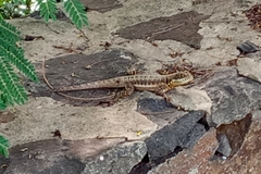 Tropidurus catalanensis