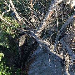 Eucalyptus capitellata