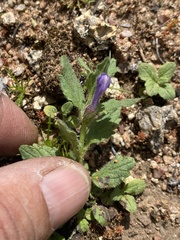 Scutellaria tuberosa