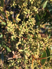 Eucalyptus capitellata